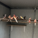LUTINO BOURKE PARROTS