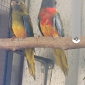 Scarlet chested parrot