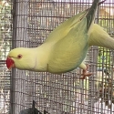 Indian ringneck opaline cleartail breeding pair