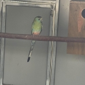 Golden shoulder male