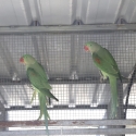 Young Alexandrine Pair