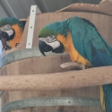 Proven breeding pair blue and gold macaws