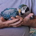 Blue and gold baby macaw very friendly