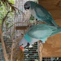 Blue Moustache Pairs
