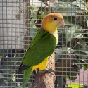 2024 White Bellied Caique Cock