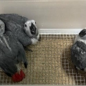 Hand raised African Grey