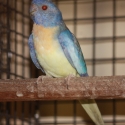 Scarlet chested parrot