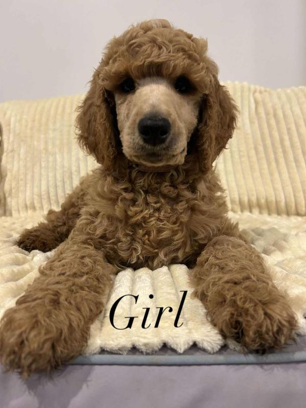 STANDARD POODLES READY FOR NEW HOME