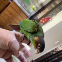 Blue Throat Conure