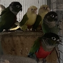 Conures