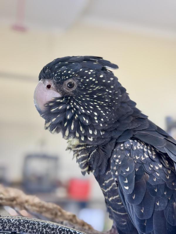 WTB Cockatoo chicks for the Season