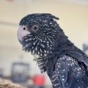 WTB Cockatoo chicks for the Season