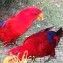 Mollucane red Lorri cock