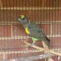 Meyers parrot