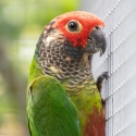 Roseifrons conures