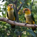 White bellied caique