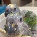 Amazons & Hahns Macaw being Handreared now DNA 1M 1F