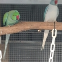 Indian ringneck pr