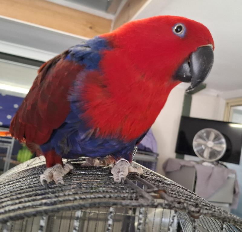 Female eclectus