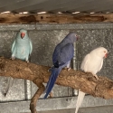 Blue ring neck young