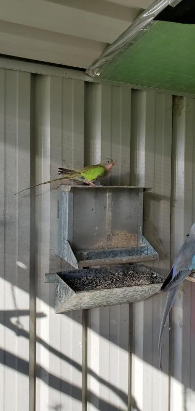 Princess parrots