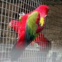 Birds to Hawkesbury sale