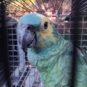 Blue fronted Amazon's breeding pair.