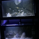 4x2x2 aqua decore aquarium rack