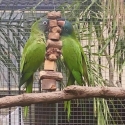 Sharptail conures