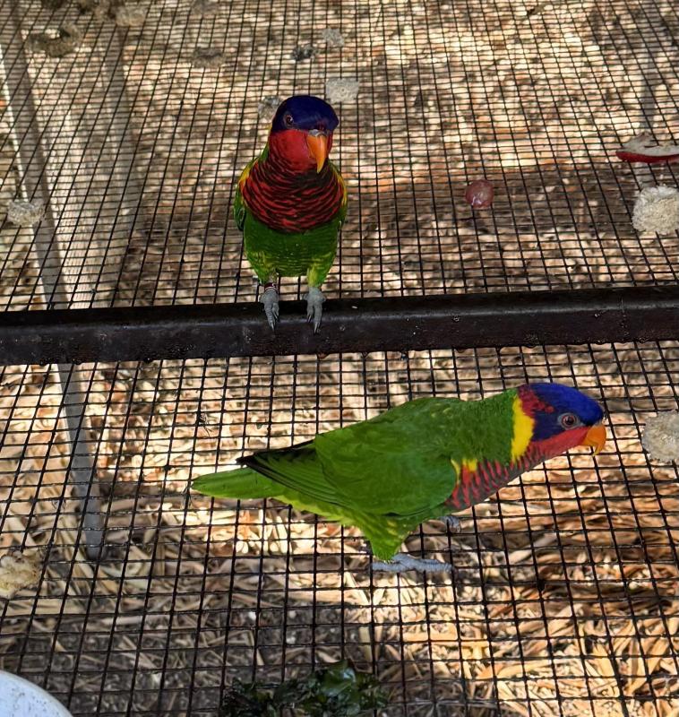 Ornate Lories young pair