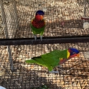 Ornate Lories young pair