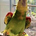 Pure Magna Double Yellow Head Amazons