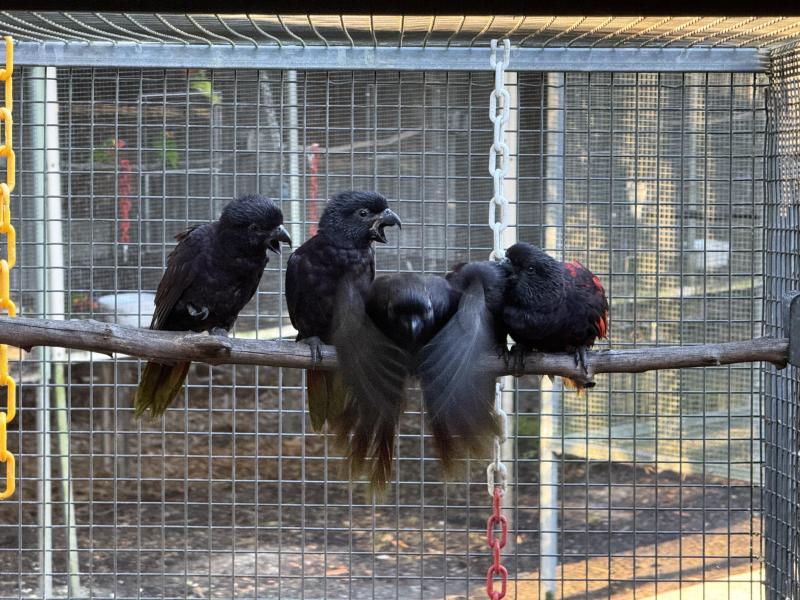 Black Lories hand reared singles and pairs
