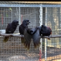 Black Lories hand reared singles and pairs