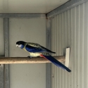 Pure Native Rosella Sellout