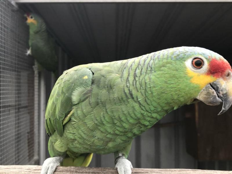 RED LORED AMAZONS