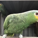 RED LORED AMAZONS