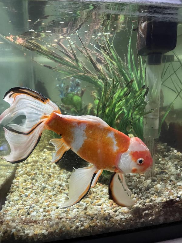 Large fantail goldfish