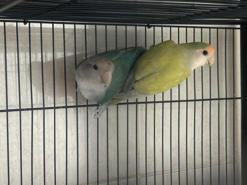 Pair of lovebirds