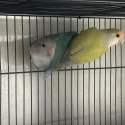 Pair of lovebirds