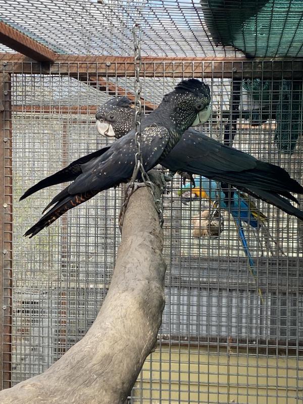 Large race Black Cockatoos