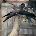 Large race Black Cockatoos