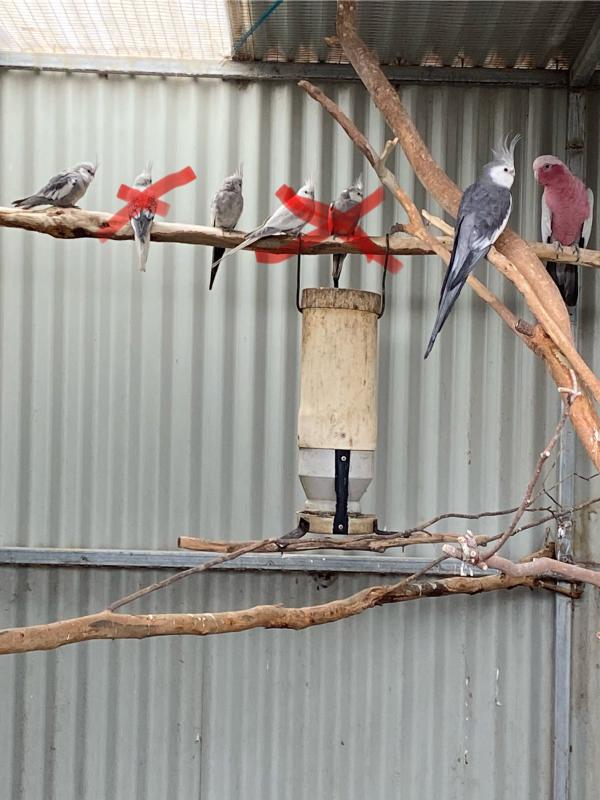Cockatiels
