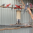 Cockatiels