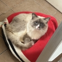 1Yr ragdoll male