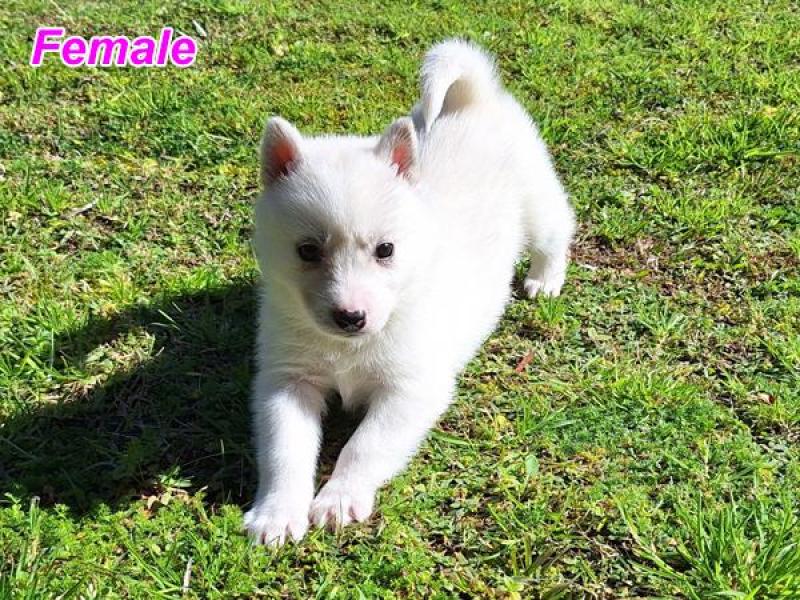 Siberina Husky Puppies