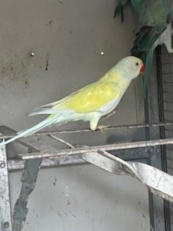 Dilute Ringnecks