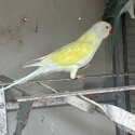 Dilute Ringnecks