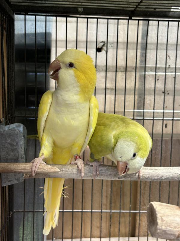 Breeding Pair Quaker Parrots
