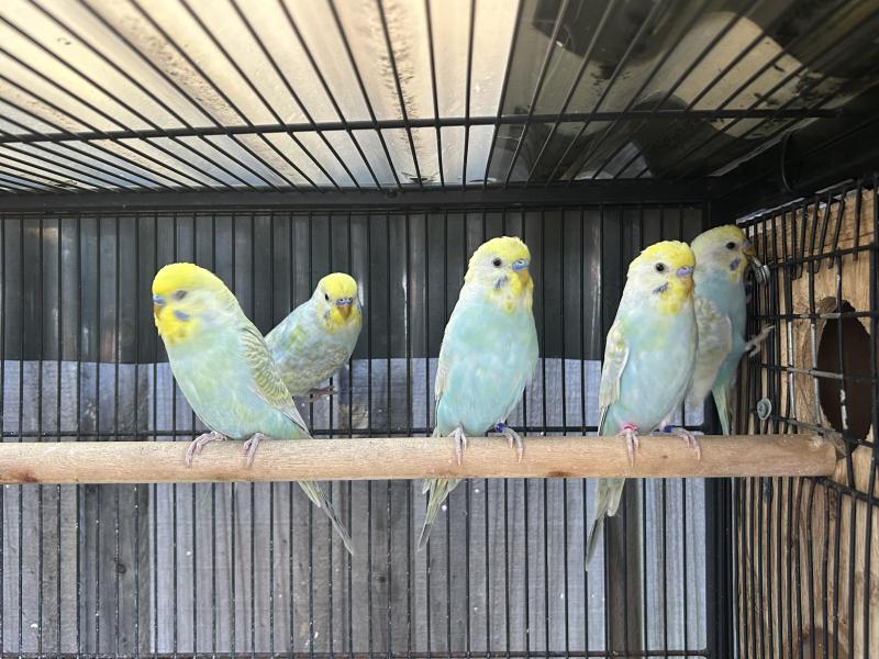 Rainbow Budgies